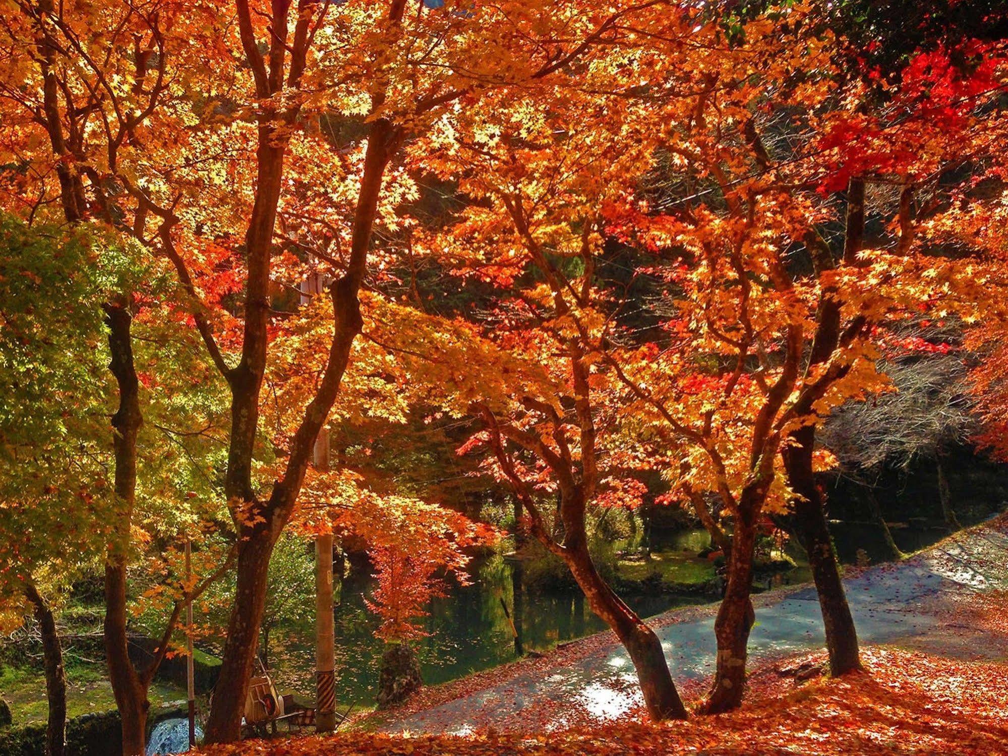 Ryoriryokan Kinshokan Gujō Extérieur photo